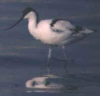 反嘴行鳥 反嘴行鳥