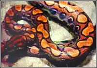 牙買加水蟒 牙買加水蟒