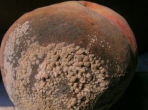 鏈核盤菌 鏈核盤菌