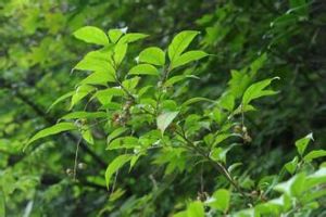 全緣葉水朝陽旋覆花 全緣葉水朝陽旋覆花