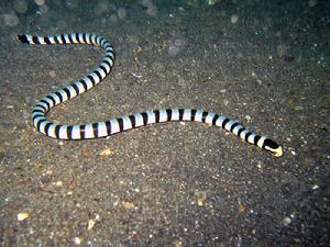 （圖）灰藍扁尾海蛇