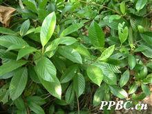 錫葉藤 Tetracera sarmentosa