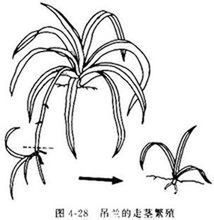 吊蘭的走莖繁殖