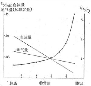 呼吸[生理過程]