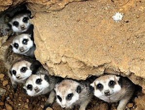 十鼠同穴 十鼠同穴