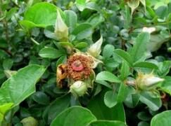 碩苞薔糠 碩苞薔糠