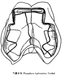 氣囊水母 氣囊水母