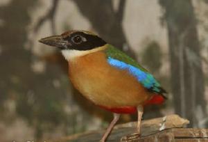 紅樹八色鶇 紅樹八色鶇