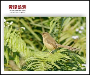 黃腹鷦鶯 黃腹鷦鶯