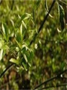 鱷咀花屬 鱷咀花屬