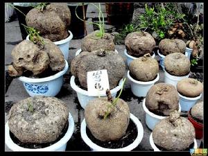 長柄地不容 長柄地不容