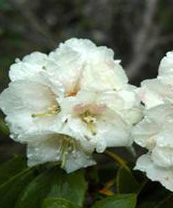 青海杜鵑 青海杜鵑