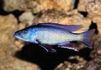 銀翅馬面天使 銀翅馬面天使