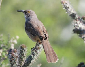 瑙蒙鉤嘴鶥 瑙蒙鉤嘴鶥