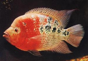 花羅漢 -熱帶淡水魚系列