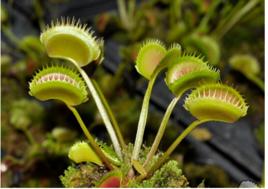 食人植物 食人植物