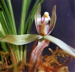 南鄭佛蘭 南鄭佛蘭