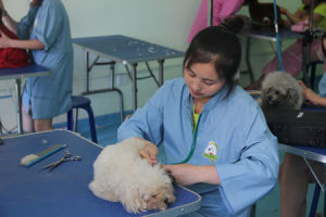 聖寵寵物美容學校學員練習課堂