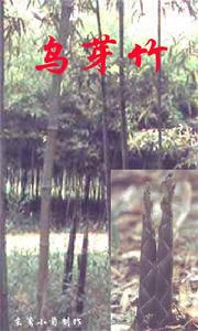 烏芽竹 烏芽竹