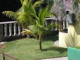 類扇葉墊柳 類扇葉墊柳