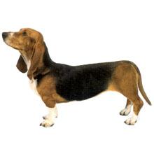 巴塞特.阿蒂西亞.諾曼犬