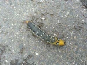 網管球蟲 網管球蟲