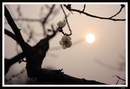 暗香浮動月黃昏 暗香浮動月黃昏