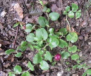 廣西銅錘草 廣西銅錘草