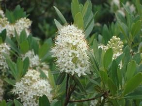 白背杜鵑 白背杜鵑