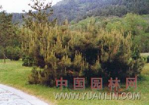 掃帚油松 掃帚油松