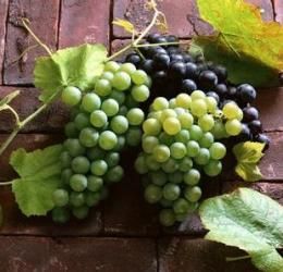 桑葉葡萄 桑葉葡萄