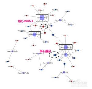 吸引子調控 吸引子調控