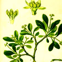 白果槲寄生 白果槲寄生