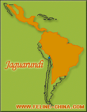 細腰貓分布地圖