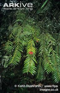 雲南穗花杉 雲南穗花杉