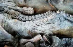 五蛟化石點 五蛟化石點