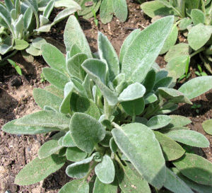 綿毛水蘇（葉片）