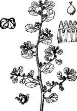 雙柱紫草屬 雙柱紫草屬