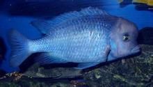 藍茉莉魚