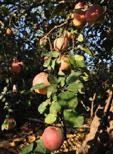 蘋果[薔薇科蘋果屬果樹]
