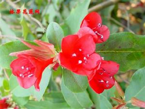 廣南杜鵑 廣南杜鵑