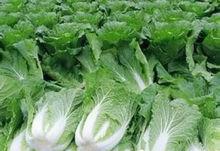 苗喬白菜