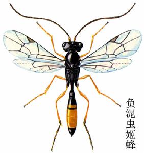 負泥蟲姬蜂