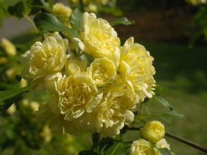 單瓣黃木香 單瓣黃木香