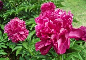 墨紫繡球 墨紫繡球