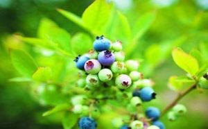 大理藍莓採摘園