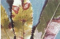 藥用植物石楠紅斑病 藥用植物石楠紅斑病