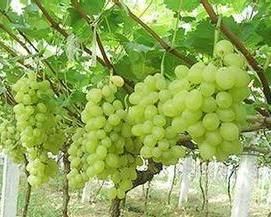 牛奶葡萄 牛奶葡萄