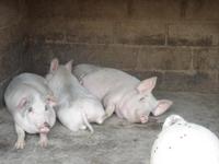 生豬