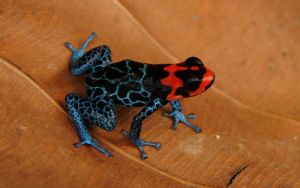 亞馬遜箭毒蛙 亞馬遜箭毒蛙